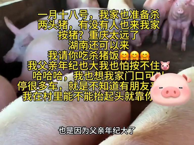 MK体育-株洲灿灿跟风杀猪，比呆呆还野！文旅提前6天准备，却被网友骂惨